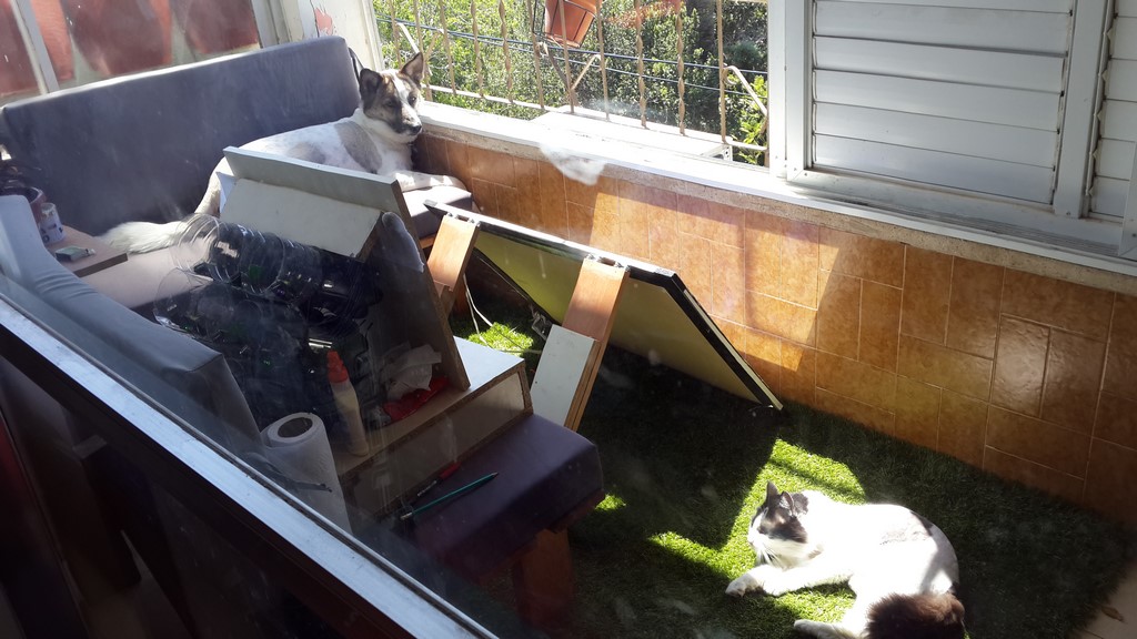 Solar panel DIY with cat and dog